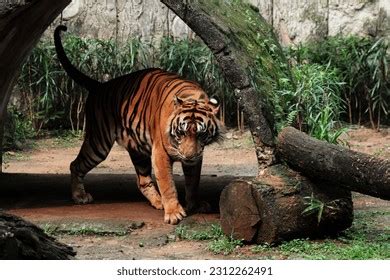 Sumatran Tiger Population Panthera Tigris Sondaica Stock Photo 2312262491 | Shutterstock