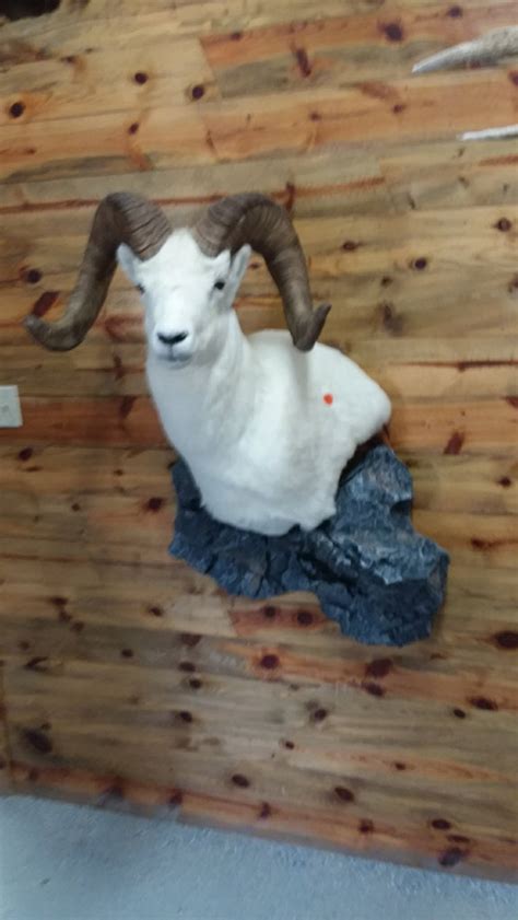 Dall Sheep Mounts - CT Taxidermy