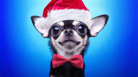 Chihuahua Santa Hat UHD 4K Wallpaper - Pixelz.cc