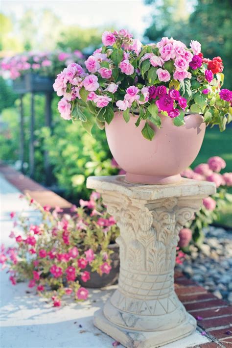 How To Grow Beautiful Roses In Pots Tips For Rose Gardeners