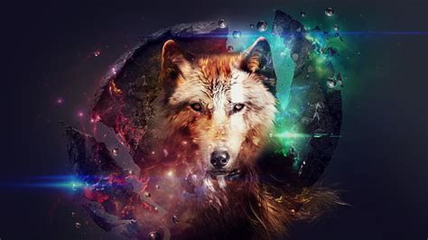 5120x2880px | free download | HD wallpaper: Wolf, predator, winter, trees, grey and black wolf ...