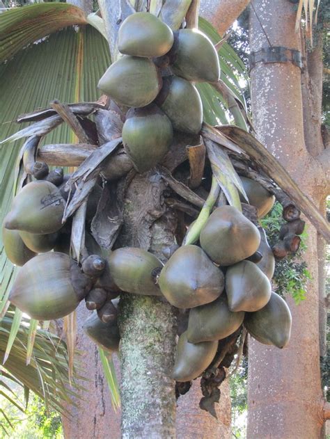 Lodoica maldivica (Double Coconut) | Fruit plants, Double coconut ...