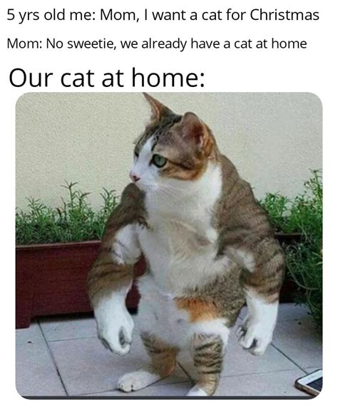 My first cat meme for 2020 : r/memes