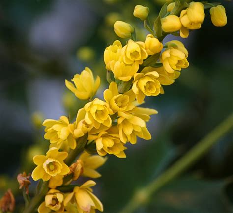 Oregon state flower,mahonia flowers,oregon grape holly,floral,plant ...