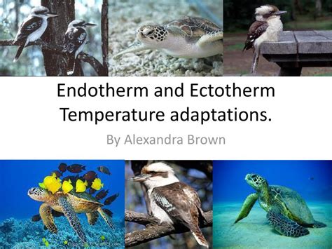 Endotherm and Ectotherm Temperature adaptations. - ppt download