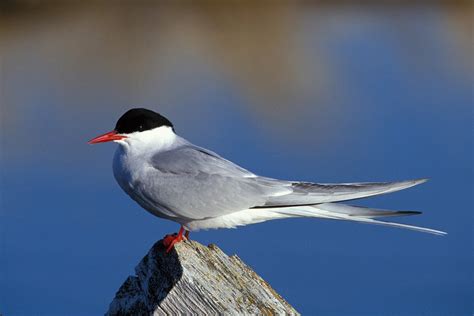 Arctic terns have some of the longest migrations of any animal, migrating more than 30 000 miles ...