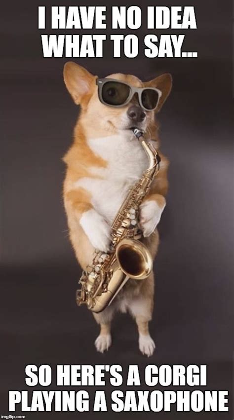 saxophone meme - Google Search | Animal jokes, Saxophone, Funny animal jokes