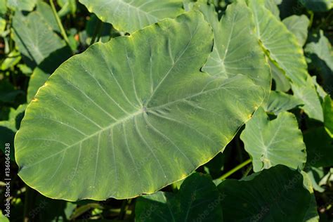 Background leaves, taro leaves Stock Photo | Adobe Stock