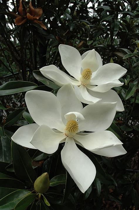 Little Gem Magnolia | Calloway's Nursery