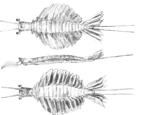 Anomalocaris by Jeda45 on DeviantArt