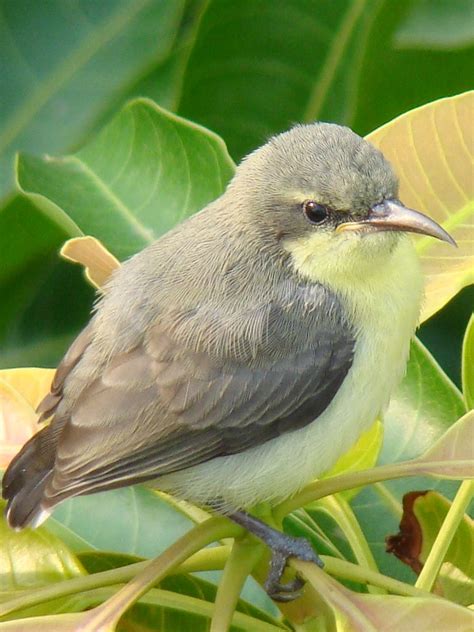 Flickriver: Birds by Nabarun Sadhya's photos tagged with immature