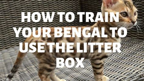 How to Train Your Bengal Cat to Use the Litter Box - Authentic Bengal Cats