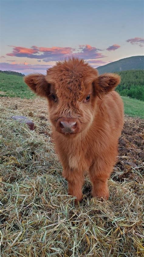 Gallery | abigailpearl11 | VSCO in 2020 | Cute cows, Cute baby cow, Fluffy cows