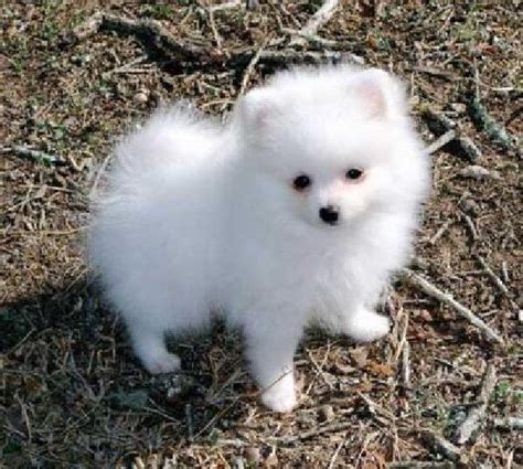 Teacup puppy | Raza de perro pomerania, Perros pomerania, Perros esponjosos