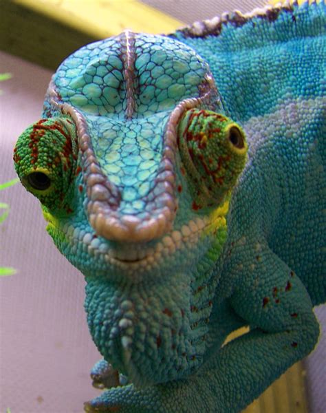 Chameleons (family Chamaeleonidae) are a distinctive and highly specialized clade of lizards.The ...