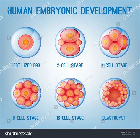 246 Fertilization And Early Embryonic Development