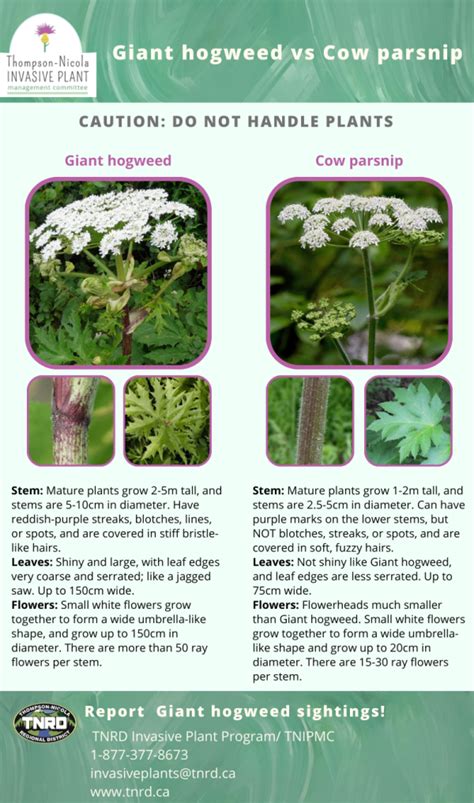 Supersized Plants! – giant hogweed versus cow parsnip - Merritt Herald