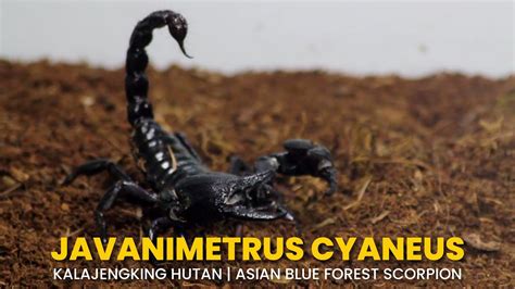 Kalajengking Hutan | Javanimetrus cyaneus | Asian Forest Scorpion - YouTube