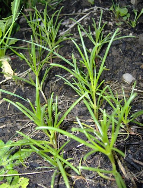 PlantFiles Pictures: Salt-Wort, Land Seaweed, Okahijiki, Oka Hijiki ...