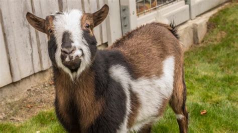 Nigerian dwarf goat | Oregon Zoo