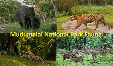 Mudumalai National Park & Wildlife Sanctuary, Tamil Nadu