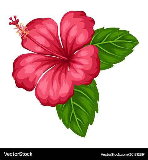 Hibiscus Flower Vector Images | Best Flower Site