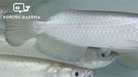 BRBN Jardini Arowana / Pearl Arowana - Scleropages Jardinii - Arowana Fish - Ikan Kelisa ...