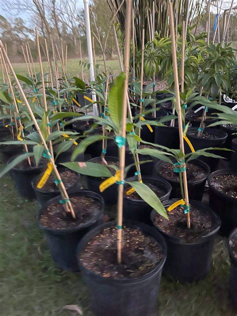 Grafted Mango plants | Etsy