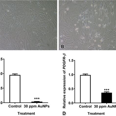 Immunofluorescence staining of pericytes during tube formation in the ...