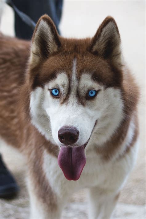 Pin by Mónica Q on SIBERIAN HUSKIE. 1.... | Husky dogs, Husky puppy, Siberian husky dog