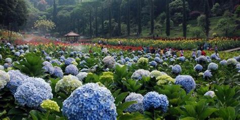 7 Taman bunga tercantik Indonesia, tak kalah dari Kekeunhof Belanda | merdeka.com