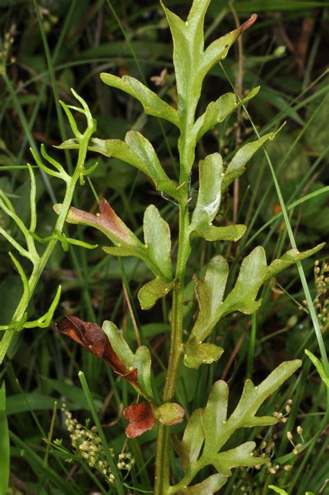 Ceratopteris thalictroides (Pteridaceae) image 91258 at PhytoImages.siu.edu