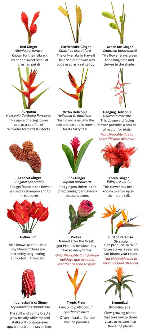 Flower Guide