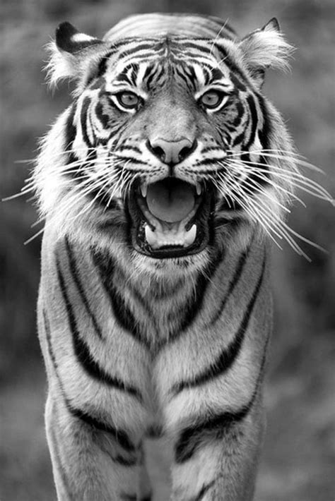 40 Fabulous Tiger Photography