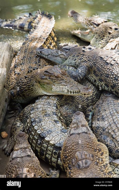 Crocodiles at wildlife park. Darwin, Northern Territory, Australia ...