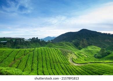 Ceylon Tea Plantation Malaysia Stock Photo 2157891813 | Shutterstock