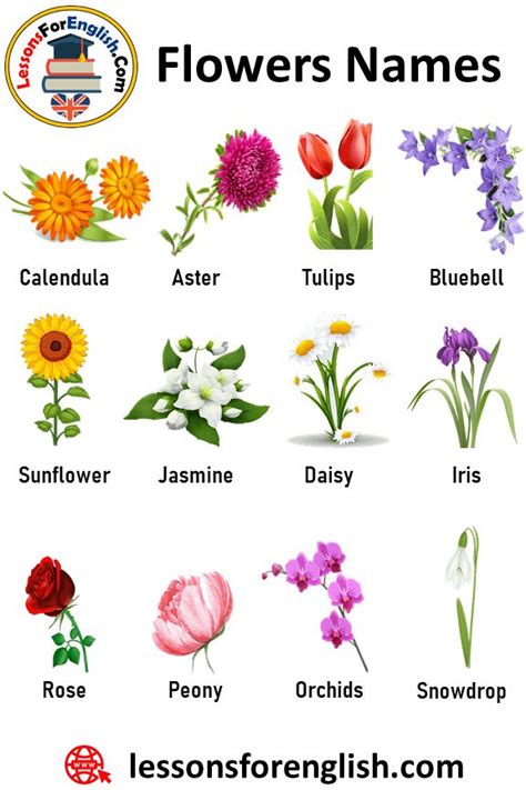 Flowers Names and Definitions