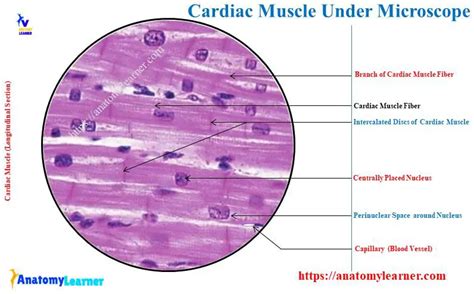 Cardiac Muscle Under Microscope with Labeled Diagram » AnatomyLearner ...