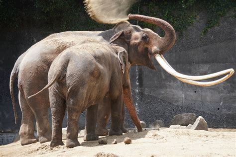 Asian Elephant with huge tusks. "Tuskers" were more common before the ivory trade began. : r ...