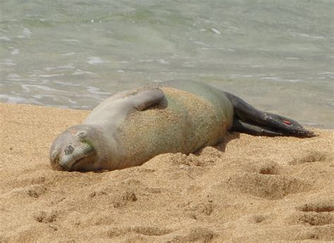 Hawaiian Monk Seal | The Biggest Animals Kingdom