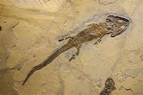 Fossil of an Amphibian, Sclerocephalus Auseris Stock Photo - Image of dinosaurs, glamor: 167065568