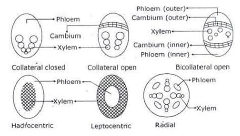 What is a vascular bundle? Name any two types of Vascular bundles.