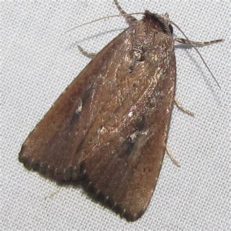 Dark brown moth - Condica videns - BugGuide.Net