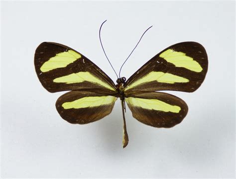 Aeria eurimedia ssp. pacifica male - AUREUS butterflies & insects