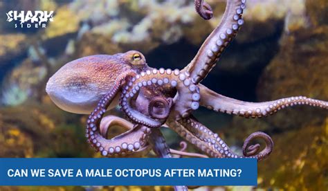 Why Do Octopus Die After Mating? | Shark Sider