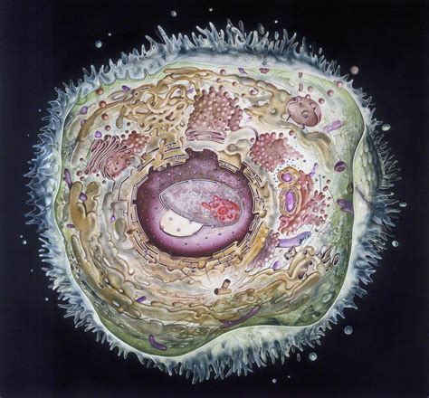 'Cell Structure' (painting of an idealised animal cell), 1986 | Art UK