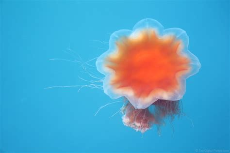 Lion's Mane Jellyfish, Seward, AK