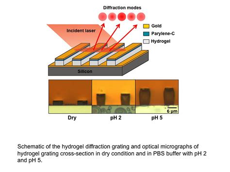 Hydrogels used to make precise new sensor