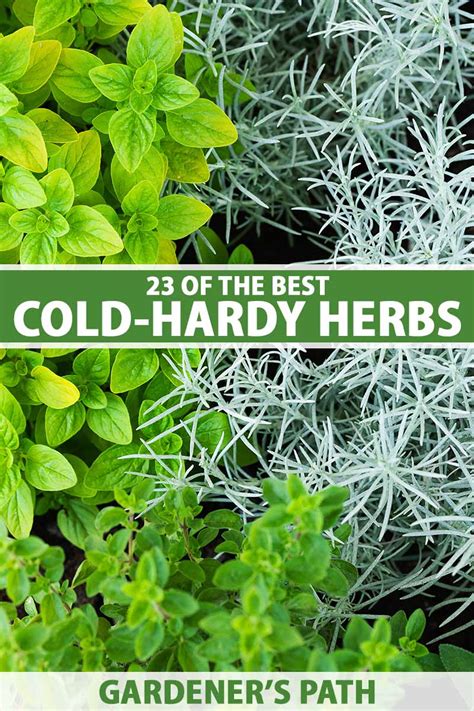 23 Cold-Hardy Herbs that Survive Winter | Gardener’s Path