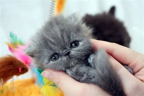 Blue Persian Cats: Facts, Pictures, Origin & History | Hepper